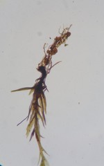 Bryum demaretianum