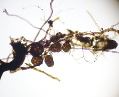 Bryum demaretianum