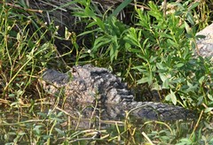 Alligator sinensis
