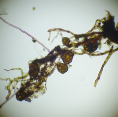 Bryum demaretianum