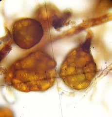 Bryum demaretianum