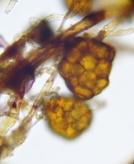 Bryum demaretianum