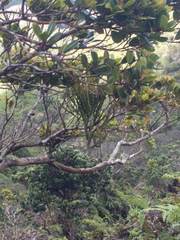 Korthalsella complanata