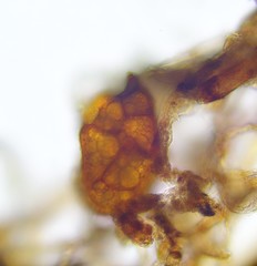 Bryum demaretianum