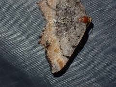 Macaria adonis