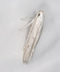 Haplochrois bipunctella