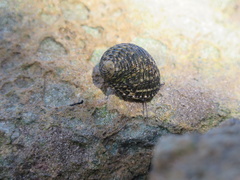 Nerita tessellata