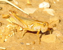 Melanoplus packardii