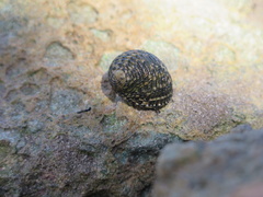Nerita tessellata
