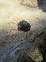 Nerita tessellata