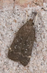 Helcystogramma melantherella
