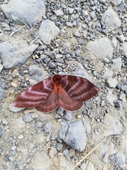 Dirphia somoccidentalis