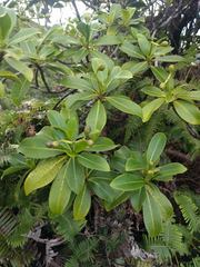 Psychotria mariniana