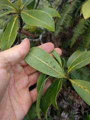 Psychotria mariniana