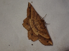 Euchlaena tigrinaria