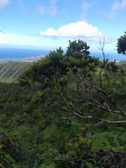 Syzygium sandwicense