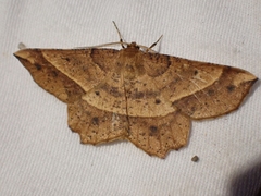 Euchlaena tigrinaria