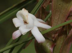 Satyrium longicauda longicauda
