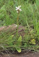Satyrium longicauda longicauda