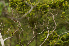 Korthalsella complanata