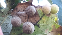 Philonix fulvicollis