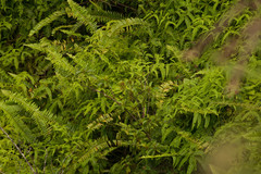 Perrottetia sandwicensis