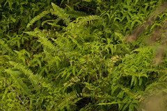 Perrottetia sandwicensis