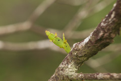 Korthalsella complanata