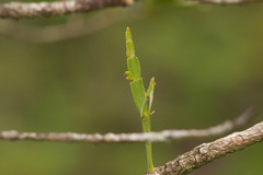 Korthalsella complanata