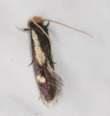 Isocorypha mediostriatella