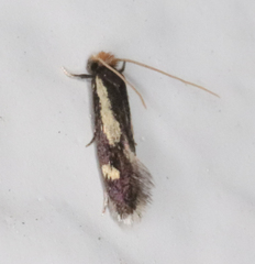 Isocorypha mediostriatella