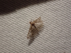 Alucita montana