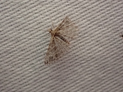 Alucita montana