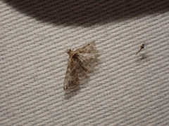 Alucita montana