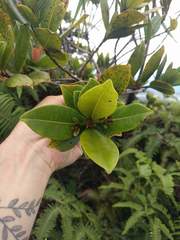 Syzygium sandwicense