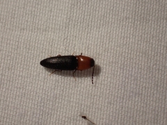 Megapenthes nigriventris