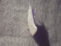Euceratia castella