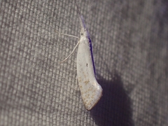 Euceratia castella