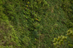 Radermachera sinica