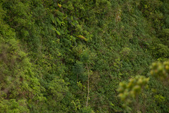 Radermachera sinica