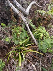 Rhynchospora sclerioides