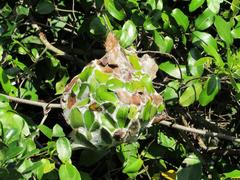 Oecophylla longinoda