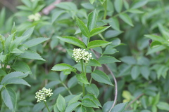 Sambucus australis
