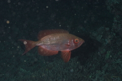 Priacanthidae