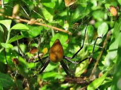 Euprosthenops australis