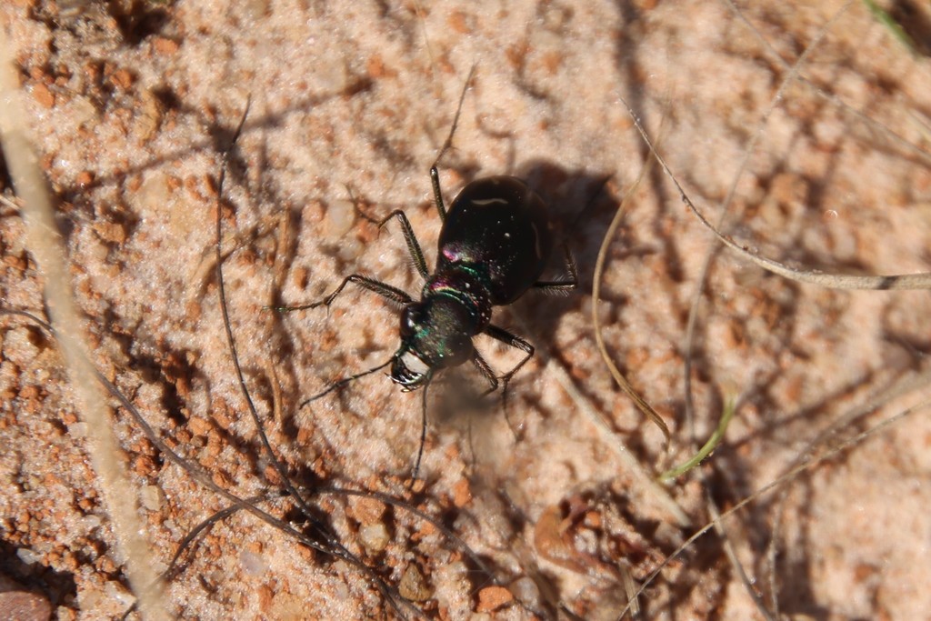 Purple Tiger Beetle