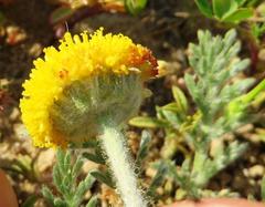 Lasiospermum pedunculare