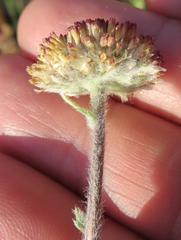 Lasiospermum pedunculare