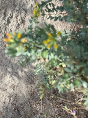 Acmispon dendroideus dendroideus