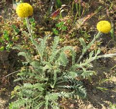 Lasiospermum pedunculare